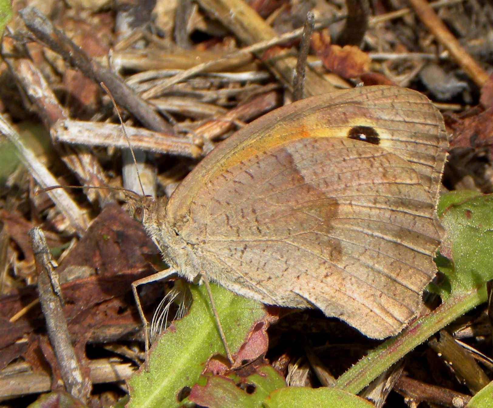 farfalla da identificare